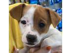 Adopt Jeanette UT RR a Shiba Inu, Parson Russell Terrier