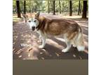 Adopt Venus a Husky