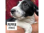 Adopt Pepper a Mixed Breed
