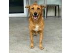 Adopt Dahlia a Carolina Dog, Mixed Breed