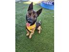 Adopt Grace a Belgian Shepherd / Malinois