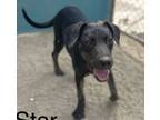 Adopt Starr a Mixed Breed