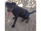 Adopt Starr a Mixed Breed