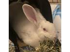 Adopt Doris Hay a Bunny Rabbit
