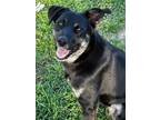 Adopt Mercedes a Australian Cattle Dog / Blue Heeler