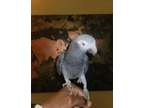 Meldody Clean African Grey Parrot