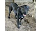 Adopt Oreo a Black Labrador Retriever