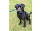 Adopt Tator a Black Labrador Retriever, Mixed Breed
