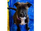 Adopt Emily Sutton a Pit Bull Terrier