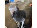 Nice Looking African Grey Parrots Available