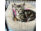 Adopt Claire a Domestic Short Hair