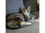 Adopt Ziva a Domestic Short Hair