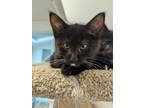 Adopt Cocoa a Domestic Short Hair