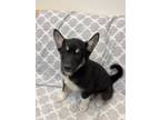 Adopt Maggie a Husky