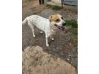 Adopt Poki a Mixed Breed