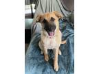 Adopt Mulan a Anatolian Shepherd, Mixed Breed