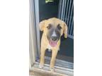 Adopt Belle a Anatolian Shepherd, Mixed Breed