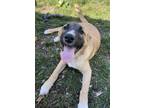 Adopt Elsa a Anatolian Shepherd, Mixed Breed