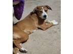 Adopt Muffin a Mixed Breed