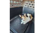 Adopt Josey a Calico