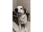 Adopt Zoey a Cattle Dog