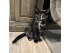 Adopt Lily a Domestic Short Hair