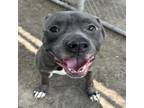 Adopt Cinco a American Staffordshire Terrier, Mixed Breed