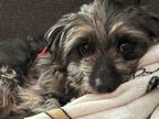 Adopt Luna Bug a Terrier