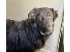 Adopt JR a Australian Shepherd, German Shepherd Dog