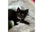 Adopt PERCY:FOSTER OR RESCUE NEEDED! a Domestic Short Hair
