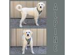 Adopt ALPINE a Great Pyrenees