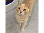 Adopt Willy Mays a Domestic Short Hair