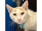 Adopt Bounce a Domestic Short Hair