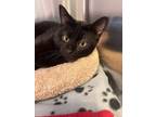 Adopt Payne a Domestic Short Hair