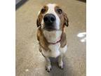 Adopt Elmer Fudd a Hound