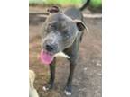 Adopt Asa a Pit Bull Terrier, Mixed Breed