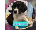 Adopt Johnny Cash a Hound
