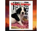 Adopt Waylon Jennings a Hound
