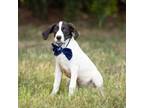 Adopt Toby Keith a Hound