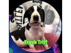 Adopt Travis Tritt a Hound