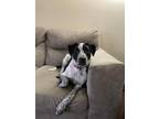 Adopt Milo a Pointer, German Shorthaired Pointer