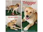 Adopt Trigger a Shepherd