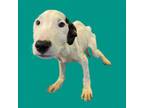 Adopt TUSC-Stray-tu1256 a Bull Terrier