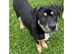 Adopt Sox a Mixed Breed