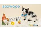 Adopt Boxwood a Domestic Short Hair