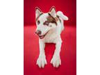 Adopt Hudson a Siberian Husky, Mixed Breed