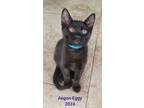 Adopt Duke Aegon a Domestic Short Hair