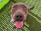 Adopt BIABLO a Pit Bull Terrier, Mixed Breed