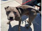 Adopt MIKEY a Pit Bull Terrier