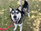 Adopt DOMINIC a Siberian Husky, Mixed Breed